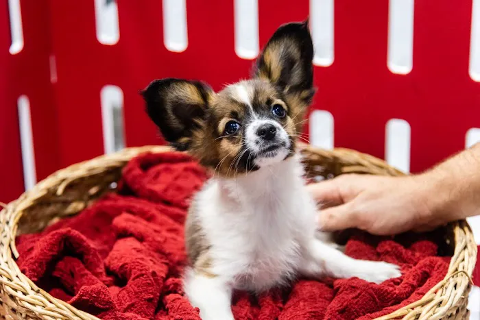 The Family Puppy At Oakland Mall Picture 4
