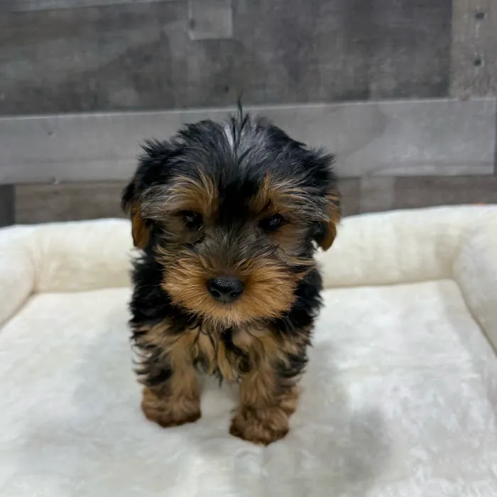 The Family Puppy At Oakland Mall Picture 3