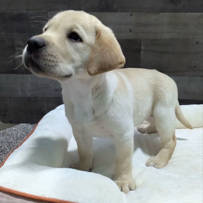 The Family Puppy At Oakland Mall Picture 10