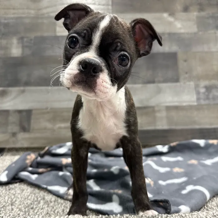 The Family Puppy At Oakland Mall Picture 6