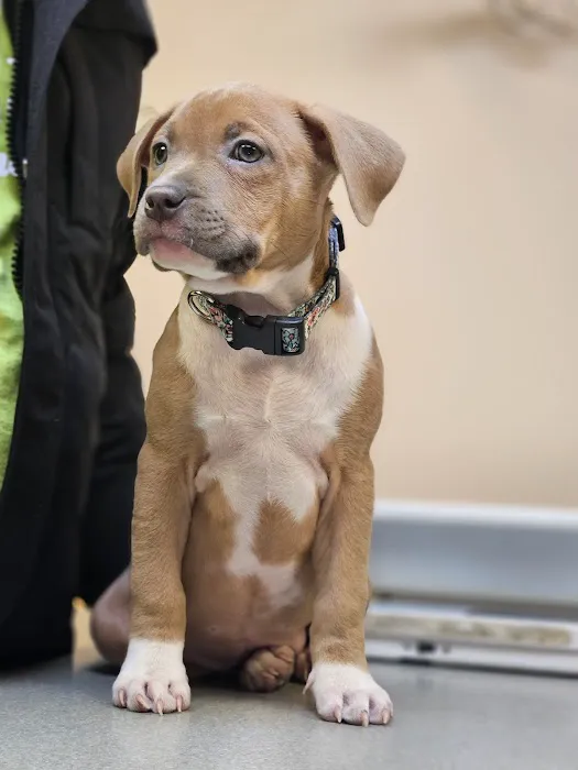 VCA Dunmore Animal Hospital Picture 8