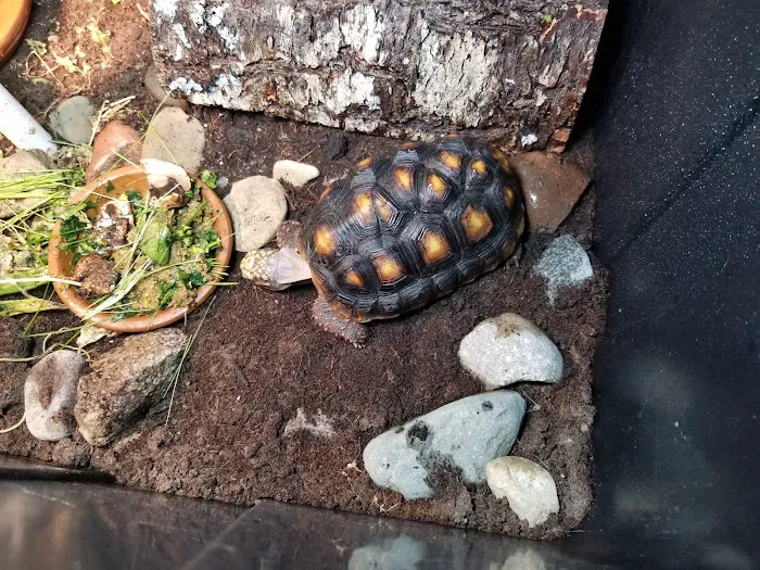 Stingers Exotics Picture 2