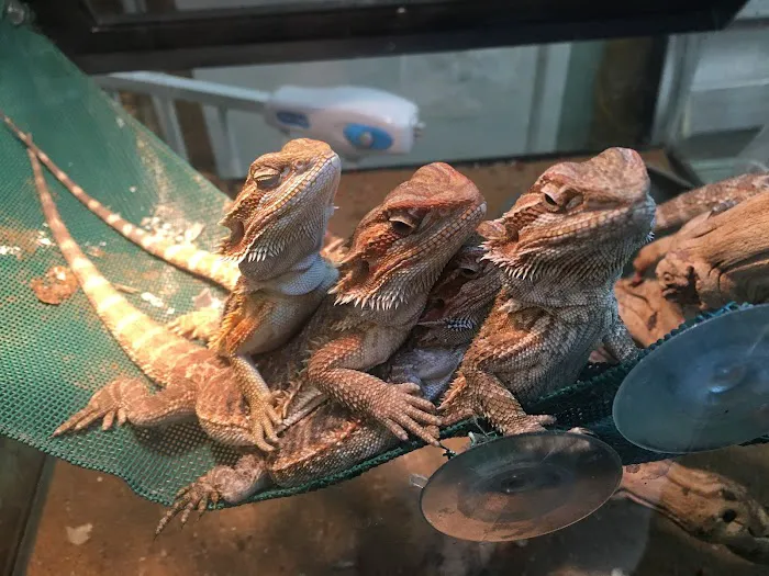 Stingers Exotics Picture 8