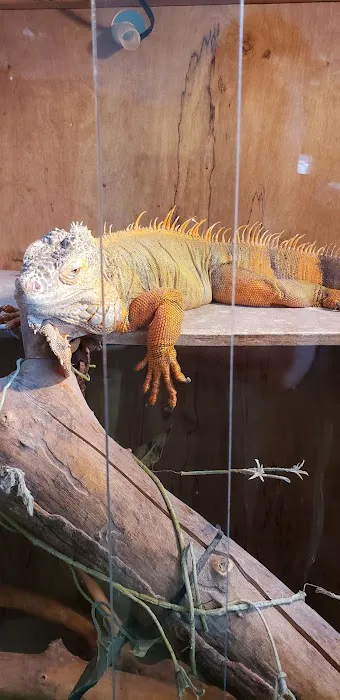 Stingers Exotics Picture 7