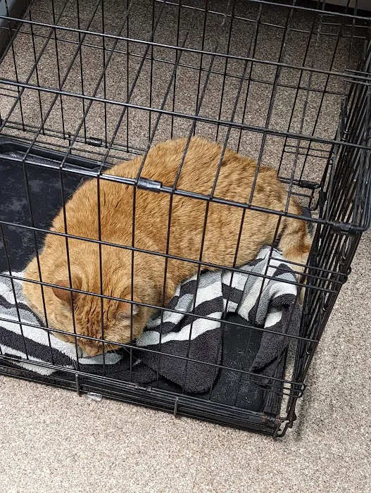 Hometown Animal Hospital Picture 8