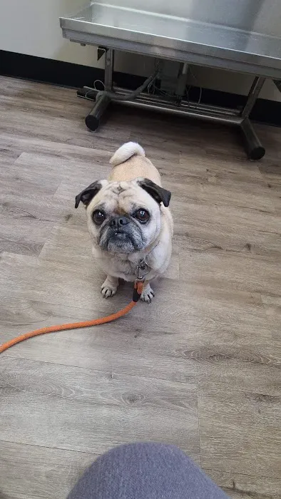 Memorial Veterinary Hospital - Throop Picture 4
