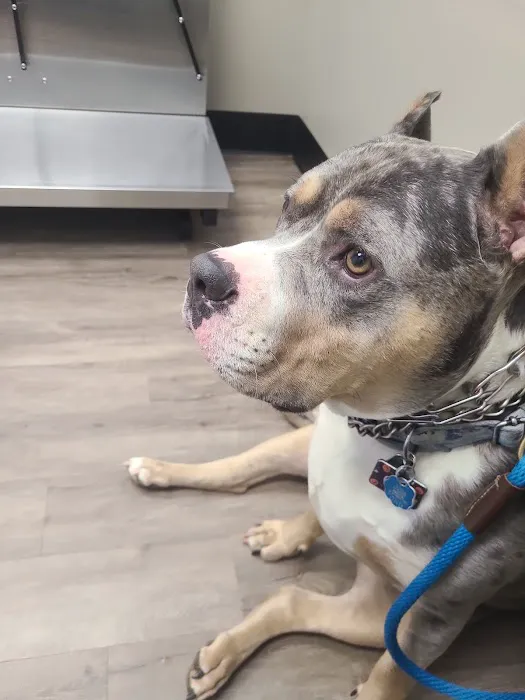 Memorial Veterinary Hospital - Throop Picture 1