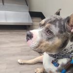 Memorial Veterinary Hospital - Throop