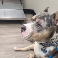 Memorial Veterinary Hospital - Throop ico