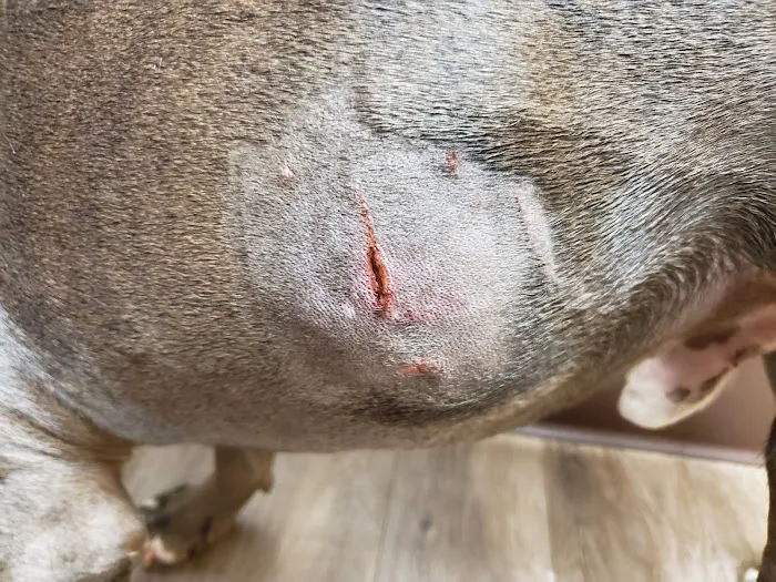 Memorial Veterinary Hospital - Throop Picture 9