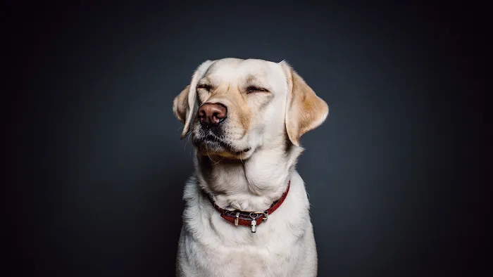 Ruff Ruff Raw Picture 5