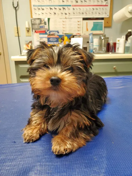 Wallenpaupack Veterinary Clinic Picture 8