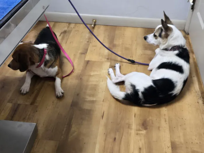 Wallenpaupack Veterinary Clinic Picture 3