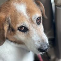 Wallenpaupack Veterinary Clinic ico