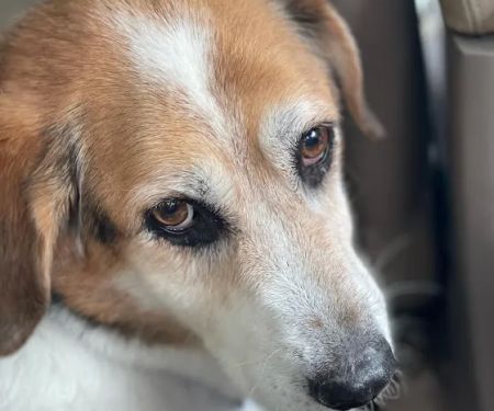 Wallenpaupack Veterinary Clinic