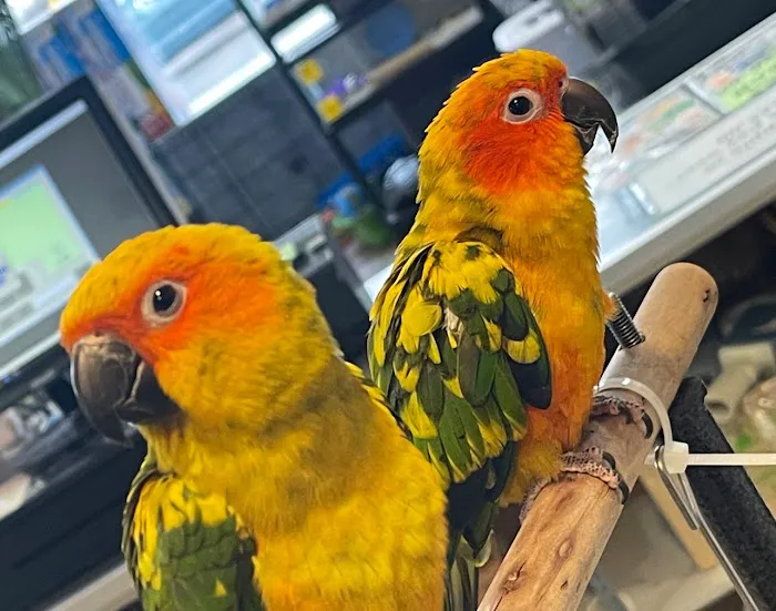 House of Pets Inc Picture 3