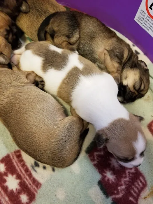 Mid-Valley Veterinarian Hospital Picture 2