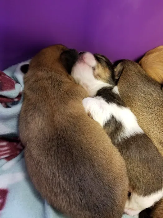 Mid-Valley Veterinarian Hospital Picture 6