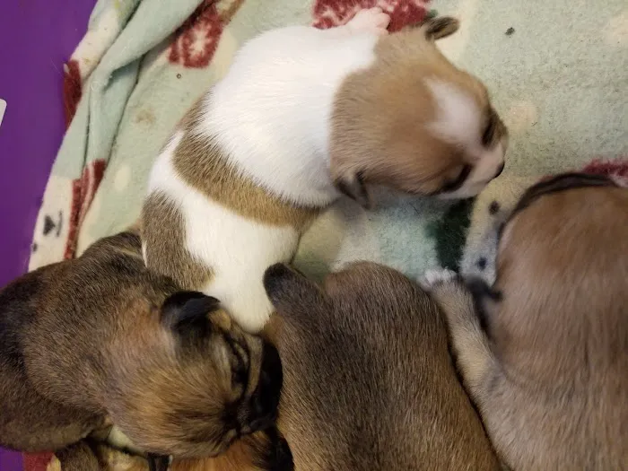 Mid-Valley Veterinarian Hospital Picture 9