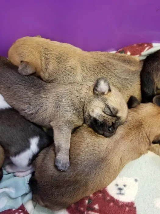 Mid-Valley Veterinarian Hospital Picture 3