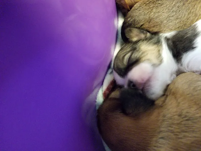 Mid-Valley Veterinarian Hospital Picture 1