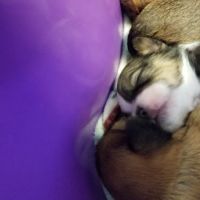 Mid-Valley Veterinarian Hospital ico