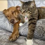 Cherry Ridge Veterinary Clinic