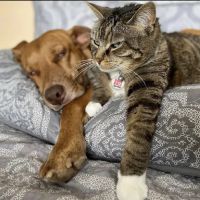 Cherry Ridge Veterinary Clinic ico