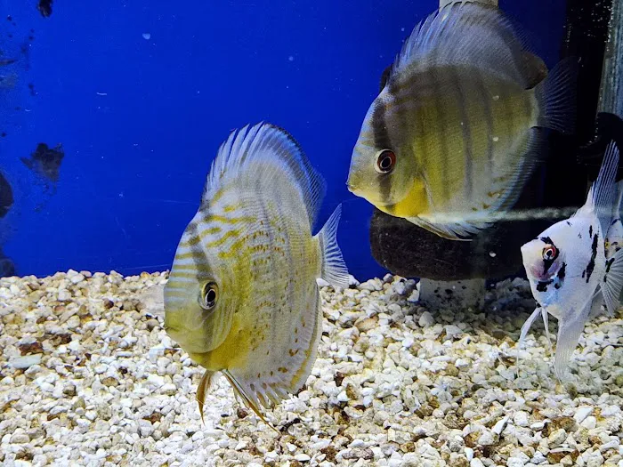 Aquatic Treasures/Bruces Pond Shop Picture 5