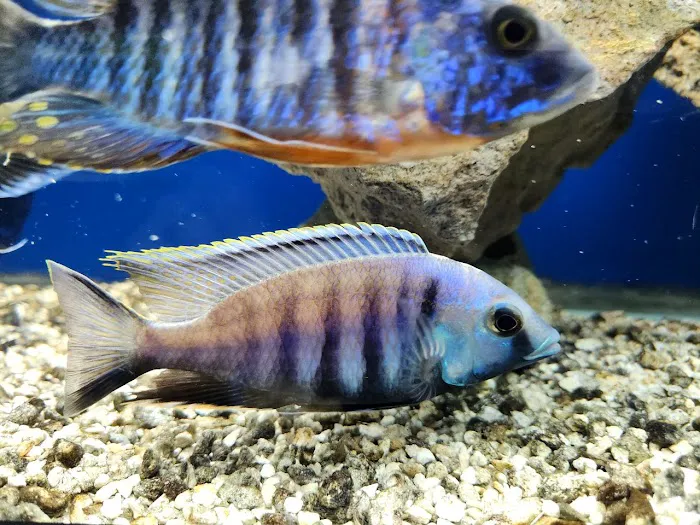 Aquatic Treasures/Bruces Pond Shop Picture 7