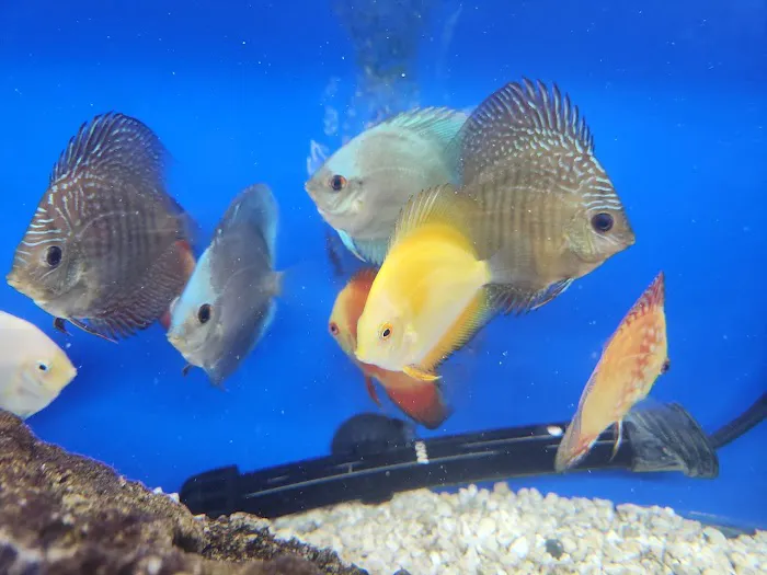Aquatic Treasures/Bruces Pond Shop Picture 6