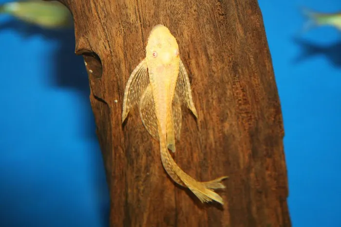 Aquatic Treasures/Bruces Pond Shop Picture 2