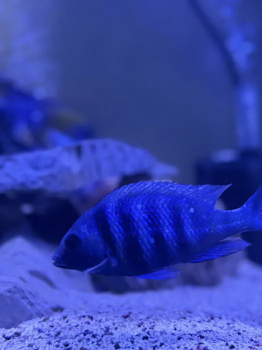 Aquatic Treasures/Bruces Pond Shop Picture 10