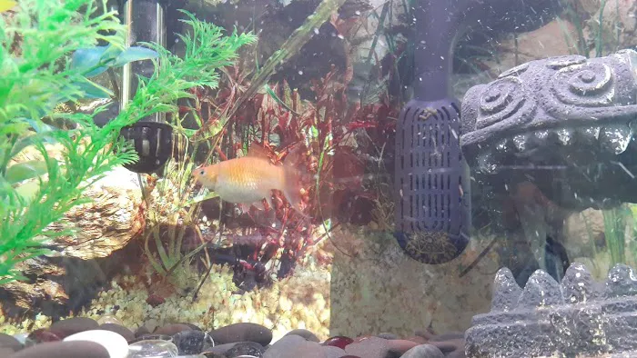 Pet Supplies Plus Woodhaven Picture 1