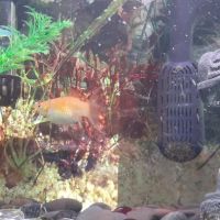 Pet Supplies Plus Woodhaven ico