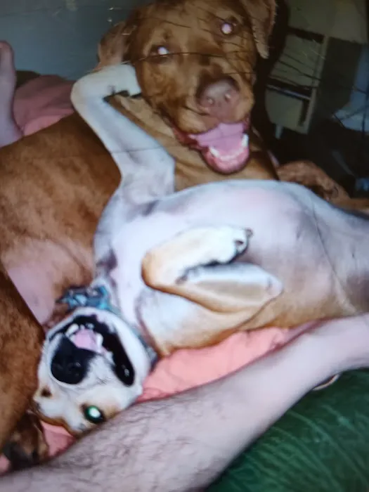 Pet Supplies Plus Woodhaven Picture 8