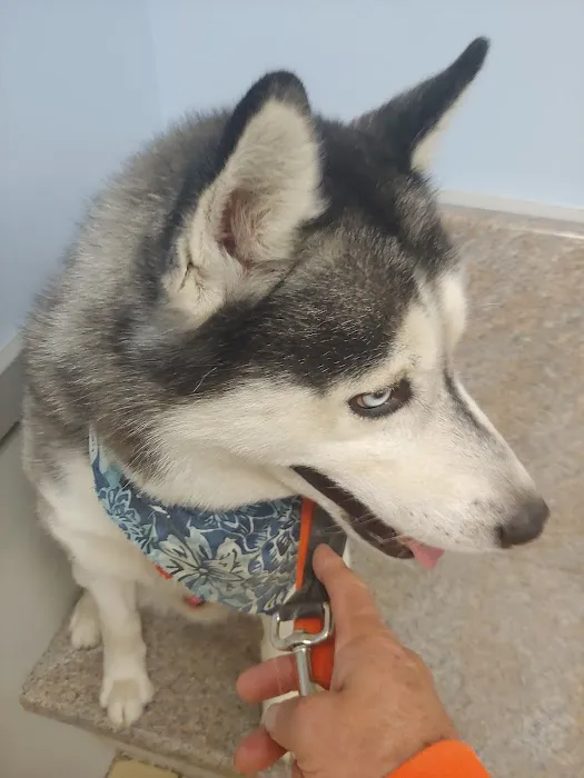 Citywide Animal Clinic Picture 1