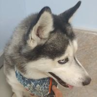 Citywide Animal Clinic ico