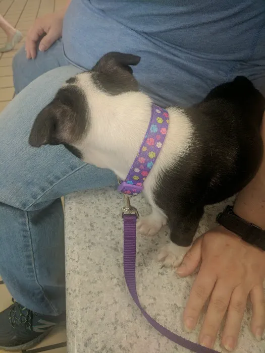 Citywide Animal Clinic Picture 6