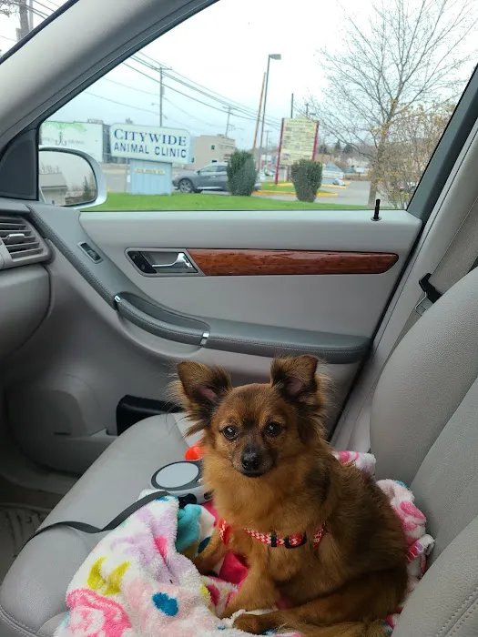 Citywide Animal Clinic Picture 7