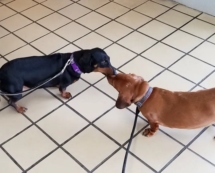 Citywide Animal Clinic Picture 5
