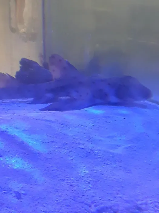 Something Fishy Picture 7
