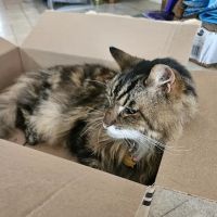 Memorial Veterinary Hospital - Dickson City ico