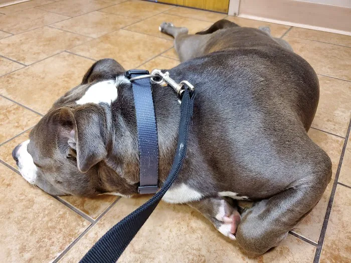 Memorial Veterinary Hospital - Dickson City Picture 2