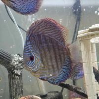 Something Fishy ico