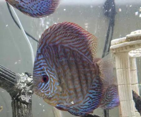 Something Fishy
