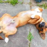 Friends for Life Veterinary Care
