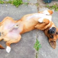 Friends for Life Veterinary Care ico