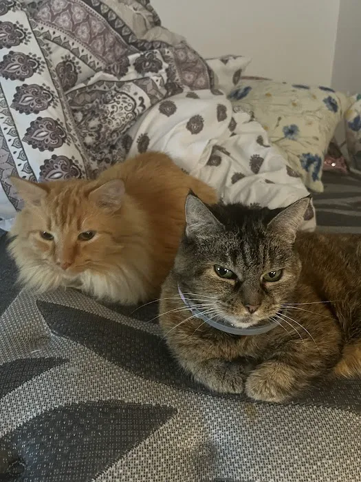 Friends for Life Veterinary Care Picture 8