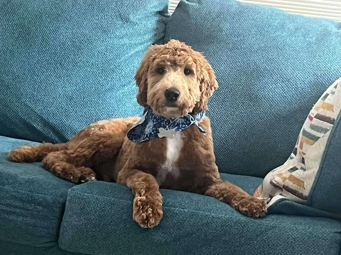 Friends for Life Veterinary Care Picture 4